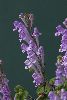 <em>Scutellaria indica parviflora</em>